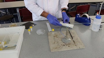 Inoculating an agar plate to produce a bacterial lawn