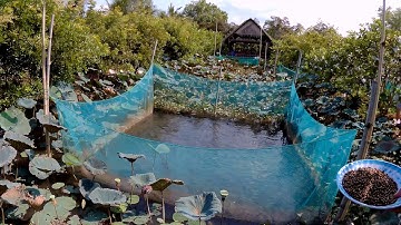 Cồn Sơn #5 Nhà vườn Tín Hòa - Tuyệt chiêu CÁ LÓC BAY | Travel Can Tho