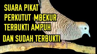 Download lagu SUARA PIKAT PERKUTUT NGEROL NGAJAK TARUNG mp3