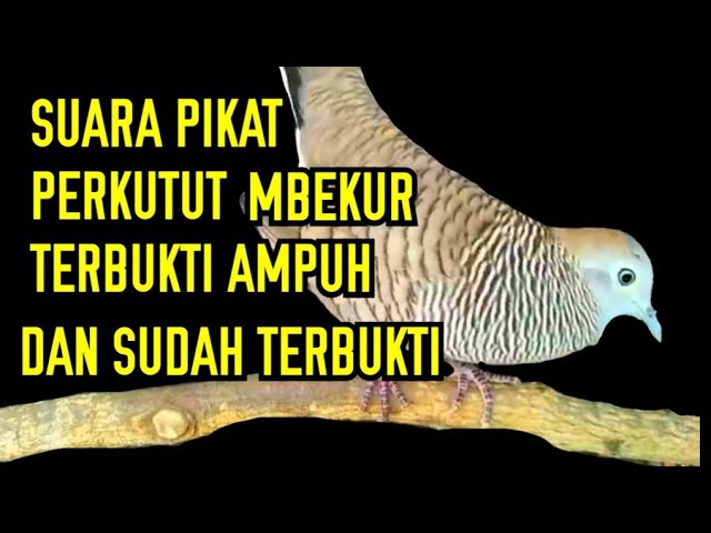 SUARA PIKAT PERKUTUT NGEROL NGAJAK TARUNG class=