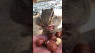 Me Squishy Filled The Cheeks Next To A Cicada #Shorts #Squishy #Chipmunks #Cicada #Cuteanimals