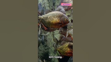 Sự nguy hiểm của Cá piranha có như lời đồn?