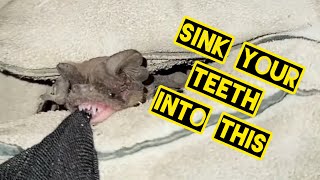 Little Brown Bat Won't Let Go! - Close up of its sharp teeth.