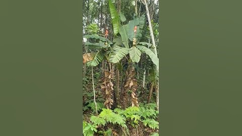 Cây Hoa Chuối Rừng Chỉ Có ở Vùng Cao