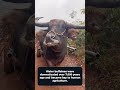 Water Buffaloes: Loyal, Smart, and Shockingly Gentle  #facts #DidYouKnow #AnimalFacts #ViralAnimals