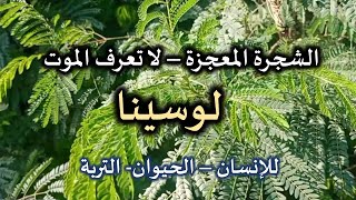 شجرة معجزة لا تعرف الموت |علف بديل و رخيص للحيوان | زراعة و استخدام شجرة لوسينا