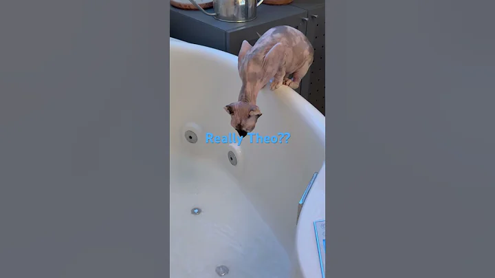 Watch the video about Sphynx cat loves bath