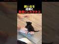 飼い主を泥棒と勘違いした子ネコ