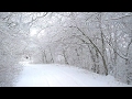თეთრიწყარო თოვლიანი სამების ტყე Tetritskaro snowy wood Georgia Тетрицкаро в снежном лесу Грузия