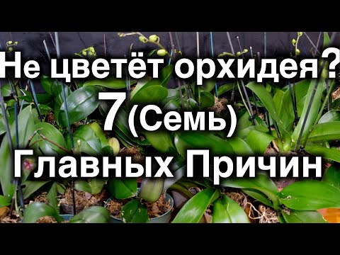 Бейне: Қанша орхидея гүлдейді? 19 фото Гүлдену қаншалықты жиі болады және ол қалай басталады? Гүлдену кезінде орхидеяға күтім жасау