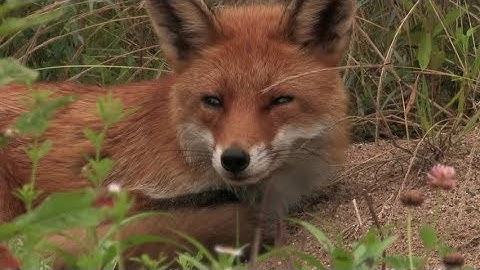 Factorio Useful Alarm