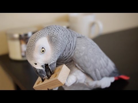 Episode 1:  Prevent Screaming & Plucking in Pet Parrots