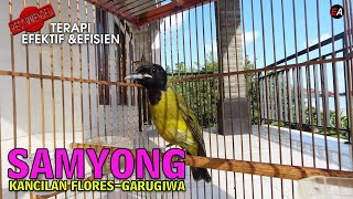 SAMYONG NTT SUARA NGEBAS KANCILAN FLORES BURUNG 1001 SUARA SAMYONG GACOR