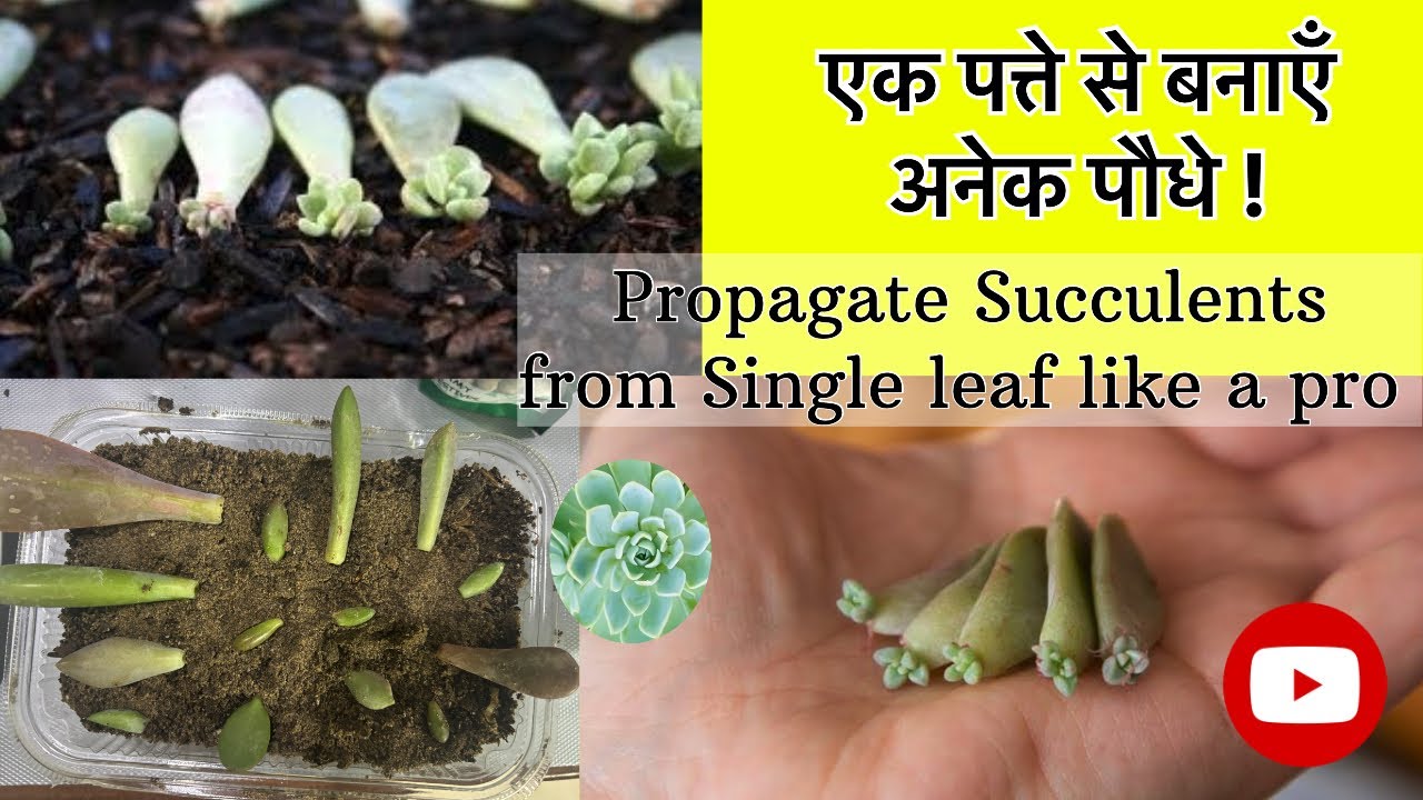 How to Propagate Succulent From Leaf Like A Pro |Part-2| - YouTube
