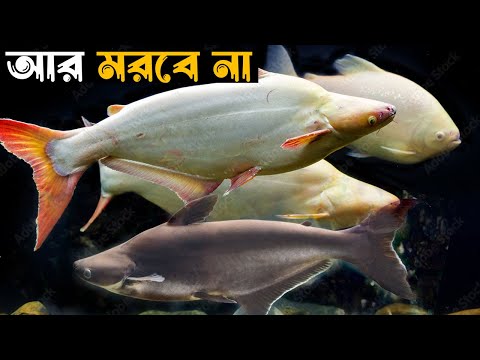 ভিডিও: ইরিডিসেন্ট হাঙরের কি দাঁত থাকে?