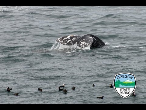 March 31st Live from the Depoe Bay Whale Watching Center. Spring 2018