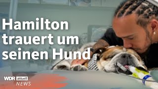 Trauer Im Netz Lewis Hamiltons Hund Roscoe Ist Gestorben Wdr Aktuelle Stunde