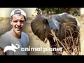 Frank fica frente a frente com elefante e dragão-de-komodo | Wild Frank | Animal Planet Brasil