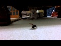 【あらら！カブトムシが飛んできた】Beetle flew