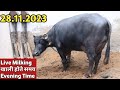 Live Milking (Empty Time) at Satish Kotia फार्म, Mahendergarh (9050276086)