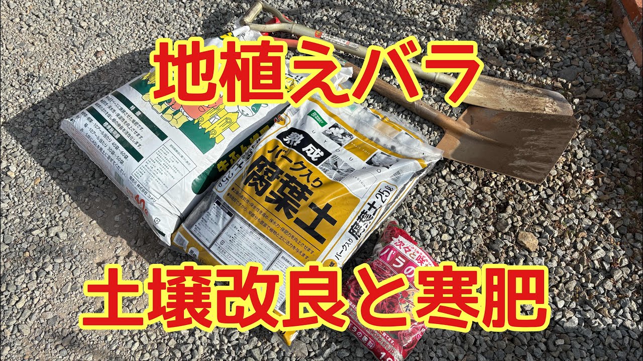 #26 地植えのバラの土壌改良と寒肥🌹#rose #薔薇 #ガーデニング #ロサオリエンティス 
