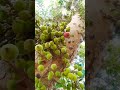 ثمار شجرة الجميز
