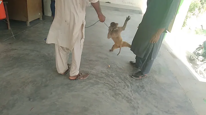 Funny wow amazing video mokey vs man fight