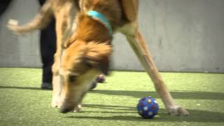 Royal Mail Dog Awareness Week 2015