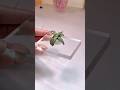 DIY little pot with plant 🪴