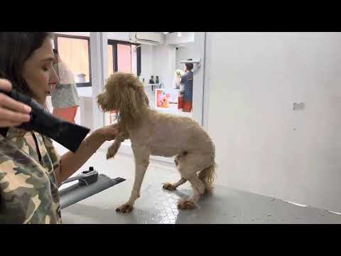 Poodle Cinsi Dostumuzun Makine Tıraşı