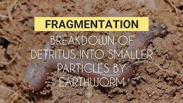 #Detritus  #fragmentation