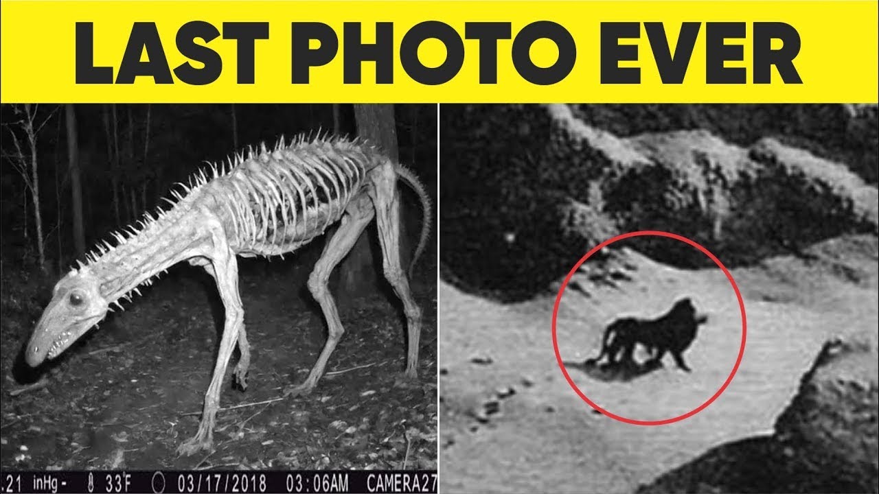 The Articles Of Confederation Created A Government That Had Only One Of These