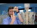 How to identify a vertebra (anatomy)