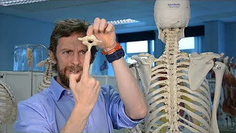 Come si contano le vertebre?