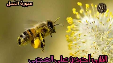 سورة النحل - القارئ أحمد بن على العجمي