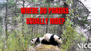 Ecological Secrets in Sichuan③|Where do pandas,the masters of hide-and-seek, usually hide?中国的大熊猫藏在哪里