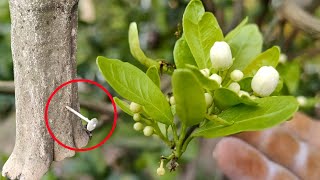 ¡Exploto de floración! El Impacto que tuvo el capado en mi Cítrico