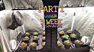 CULTIVO DE ERVA BOA, INICIANDO A 3 SEMANA DAS PLANTAS NO VEGETATIVO, VIPARSPECTRA XS4000 E P4000