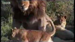 A lion pride  introducing daddy to the cubs  BBC wildlife