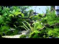 Aquascape "Naturalman Aquarium Design" 2014