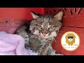 Rehab bobcat kitten Autumns first vet exam in 3D 180VR