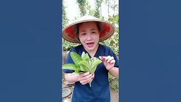 chữa viêm nhiễm phụ khoa với lá ổi #dongy #xuhuongtiktok #songkhoe #meovat #phuongthaodongy