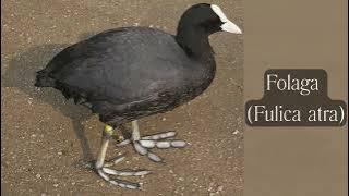 4. Folaga (Fulica atra)