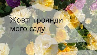 Троянди жовтої барви у моєму саду. А які маєте ви?