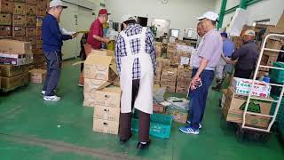 青果市場　せり