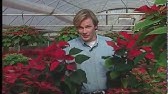 Halifax man grows poinsettia for 19 years