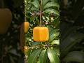Cube shaped mango timelapse video||Time seed studio || #fruit #plants