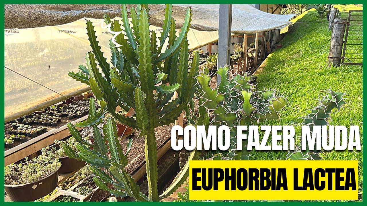 EUPHORBIA LACTEA  Como fazer mudas?