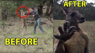 Man punches a Kangaroo Now he's back for REVENGE !