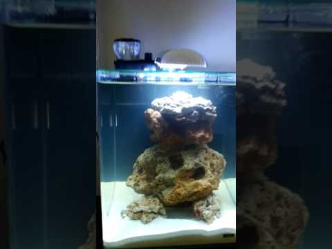 bubble magus qq1 - YouTube